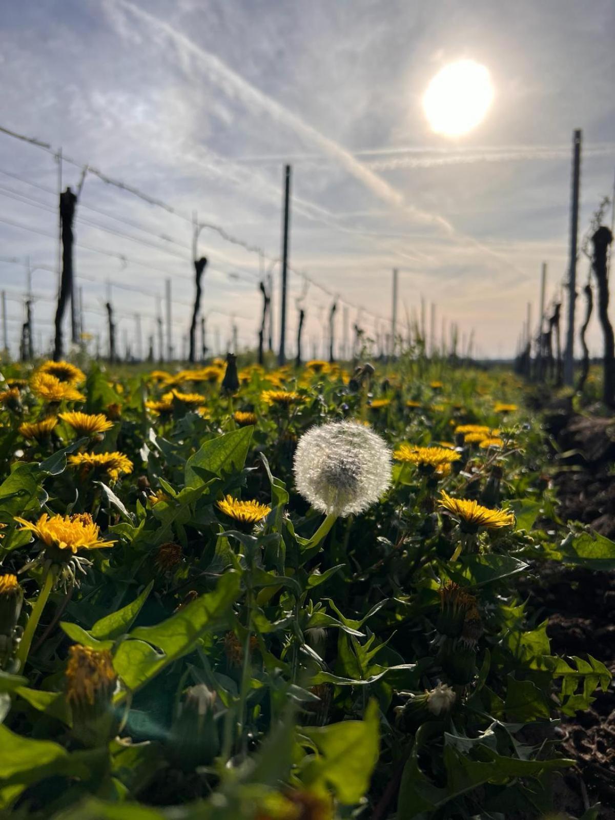 Am Storchennest Neustadt an der Weinstrasse
