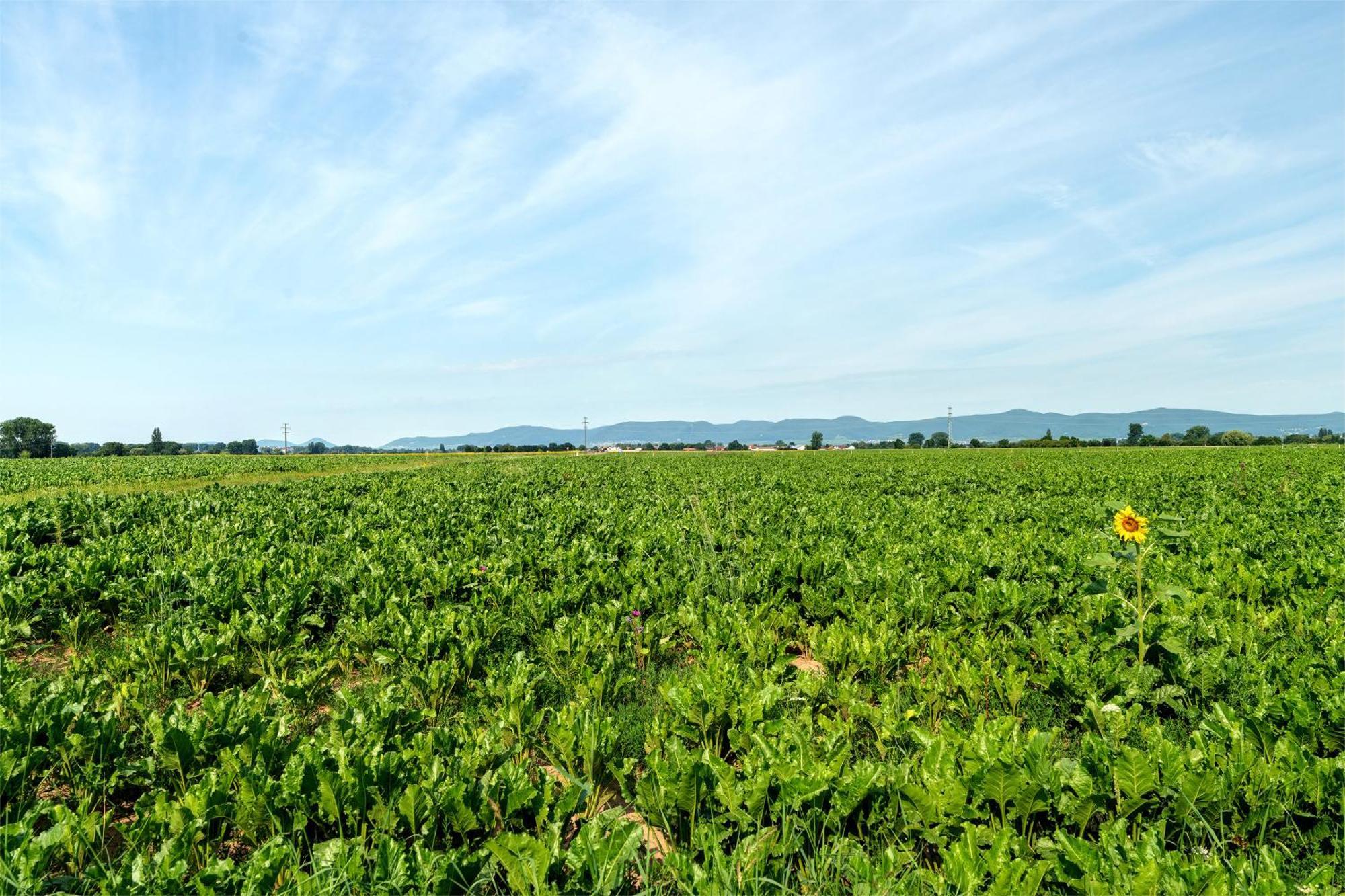 Am Storchennest Neustadt an der Weinstrasse